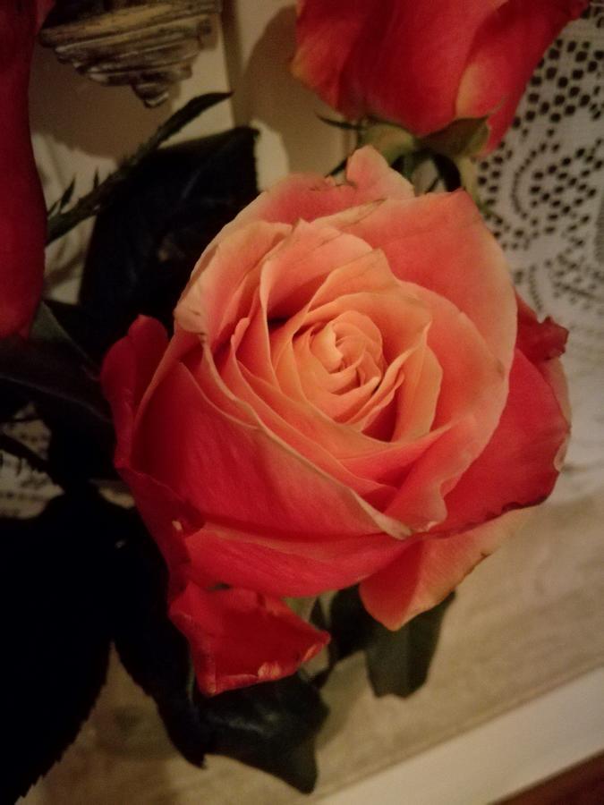 مبيت وإفطار Neerpelt La Rose المظهر الخارجي الصورة